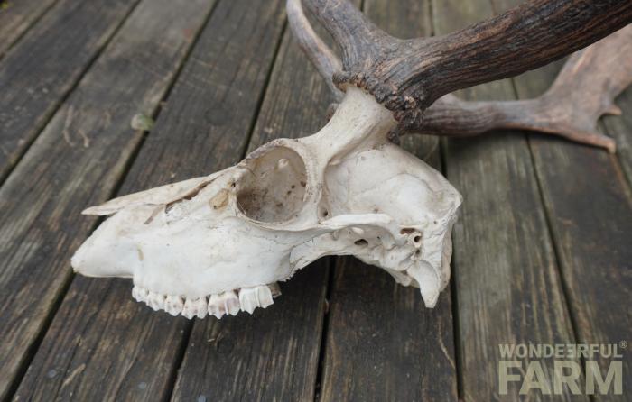 deer skull top teeth