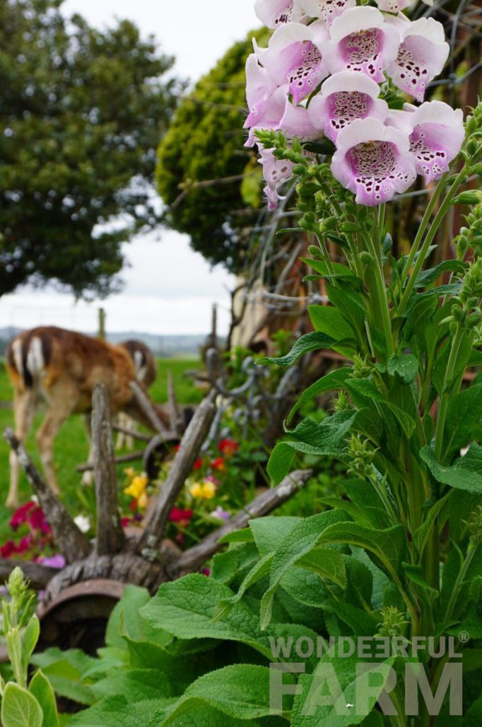 deer grazing near foxglove