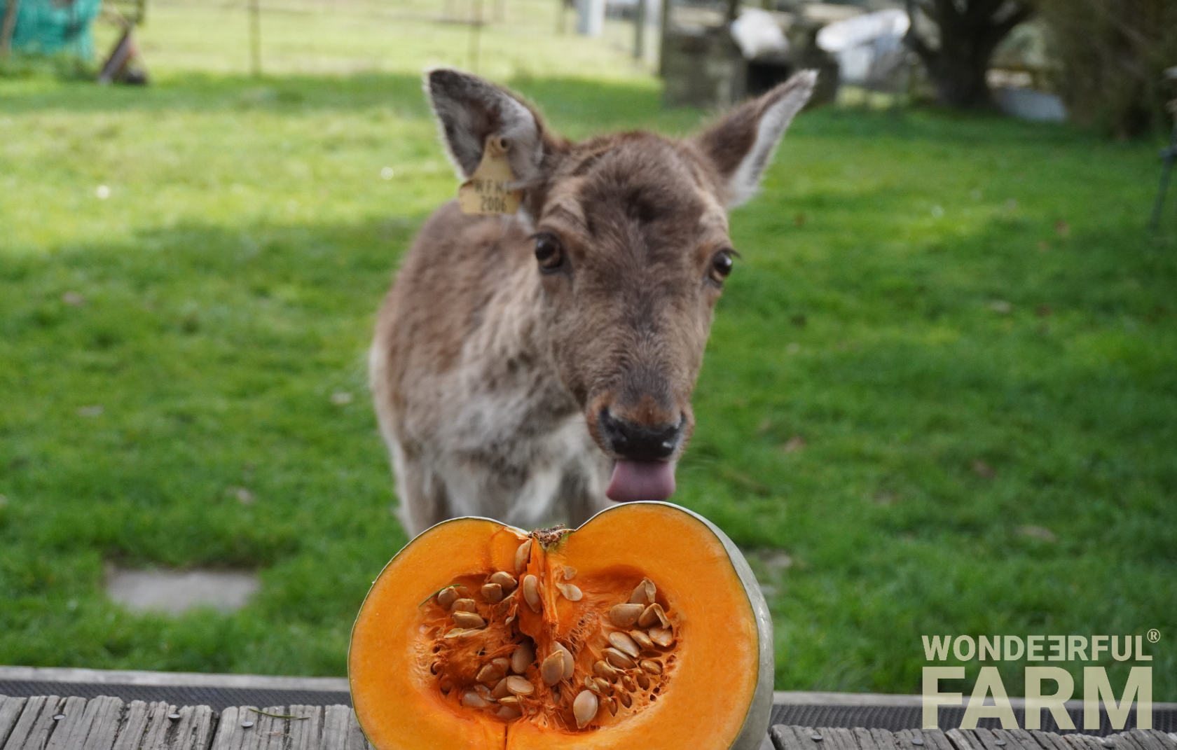 deer reaching out to lick pumpkin