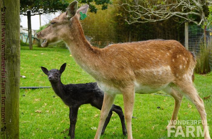 baby deer born yesterday