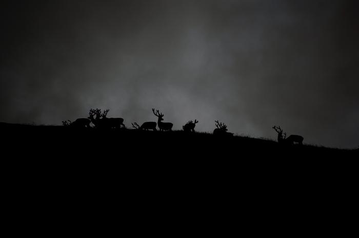 group of bucks at night