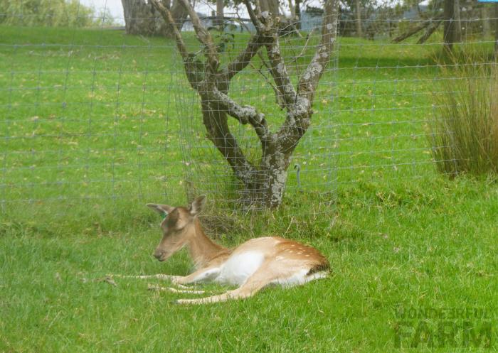 outstretched legs deer resting