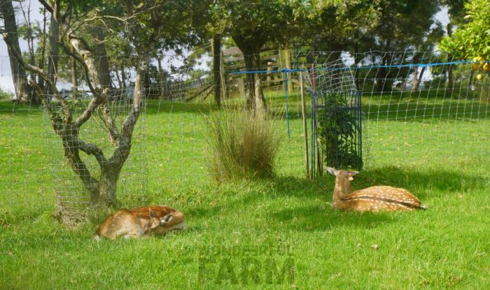 deer sleeping poses