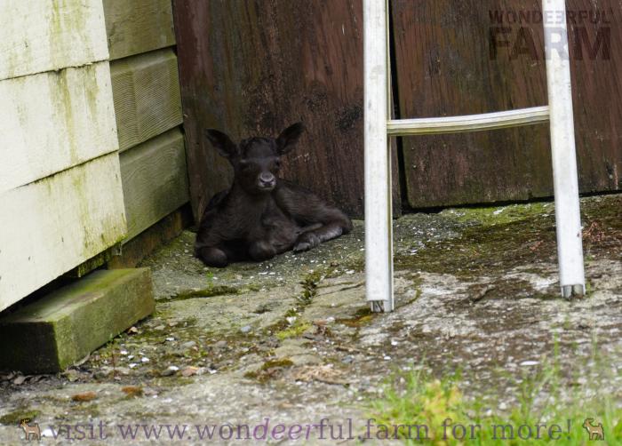 black baby deer sitting in hiding