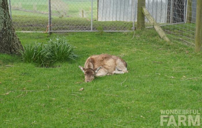 deer laying down sleeping on the grass