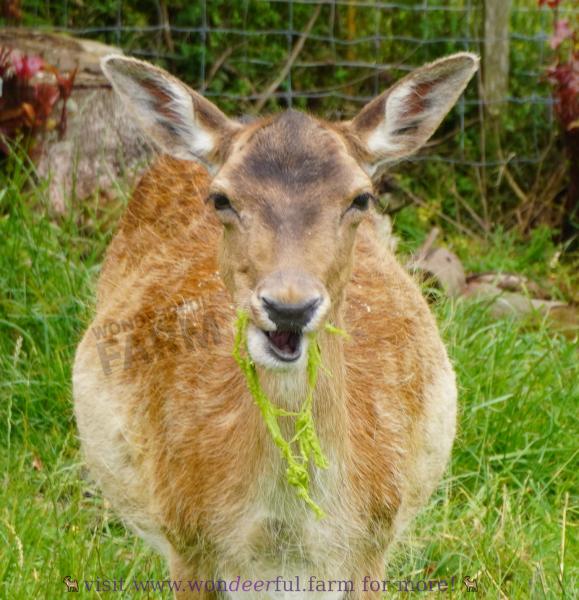 deer chewed down pattypan stalk