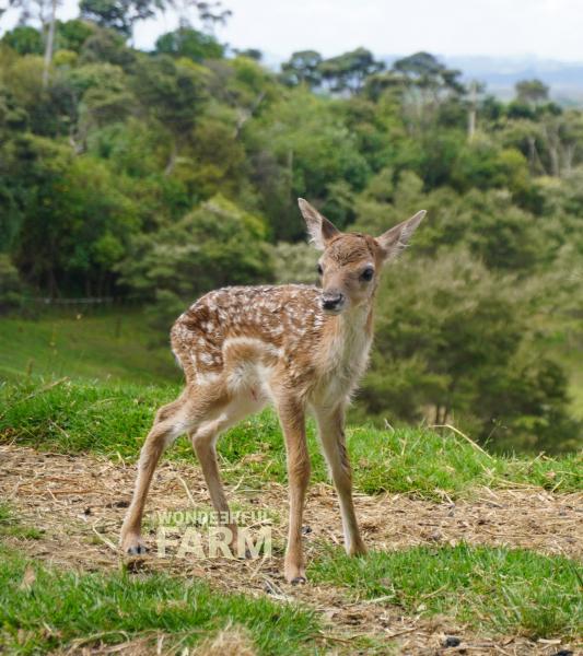 fawn just born minutes ago