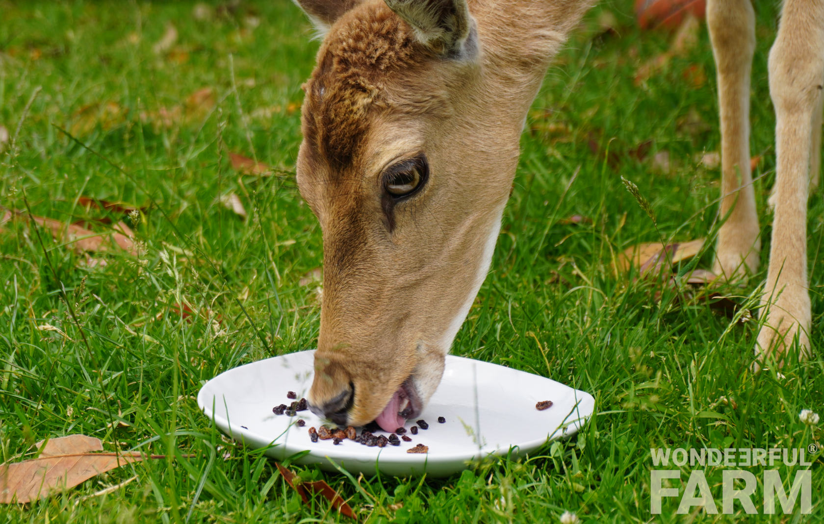 Deer Go Crazy Over Raisins! And Grapes?