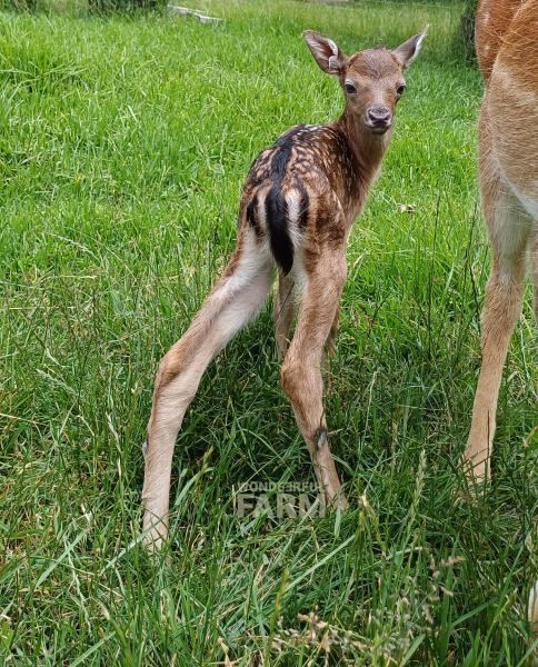 long legged baby deer
