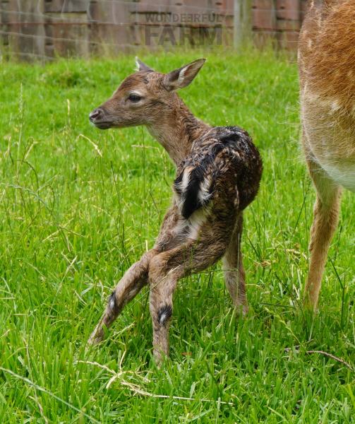 wet newborn fallow deer