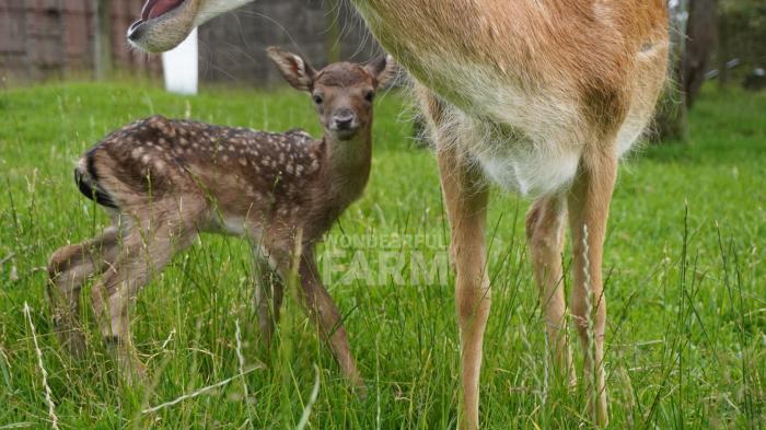 first hour of life of the fawn