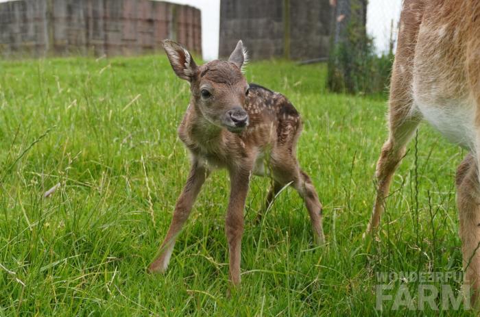 little baby deer standing up