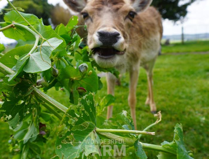 deer eating snow pea plant