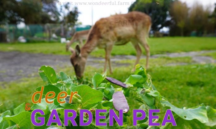 deer and garden pea plants