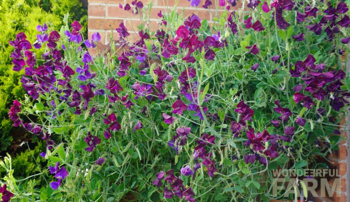our sweet pea plants