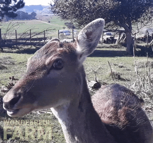 funny deer gif tongue out