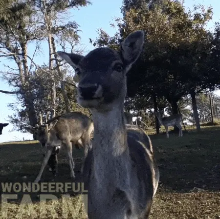 funny gif deer chewing tongue