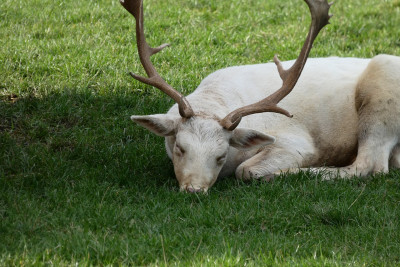 white buck sleeping on the grass