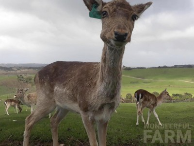 Deer Stories from Wondeerful Farm