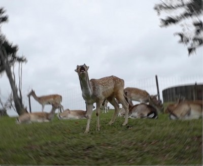 rut season stag roar