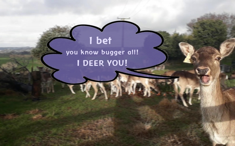 Funny Deer Quiz