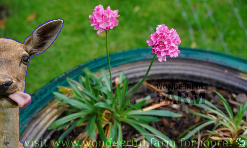 deer and armeria