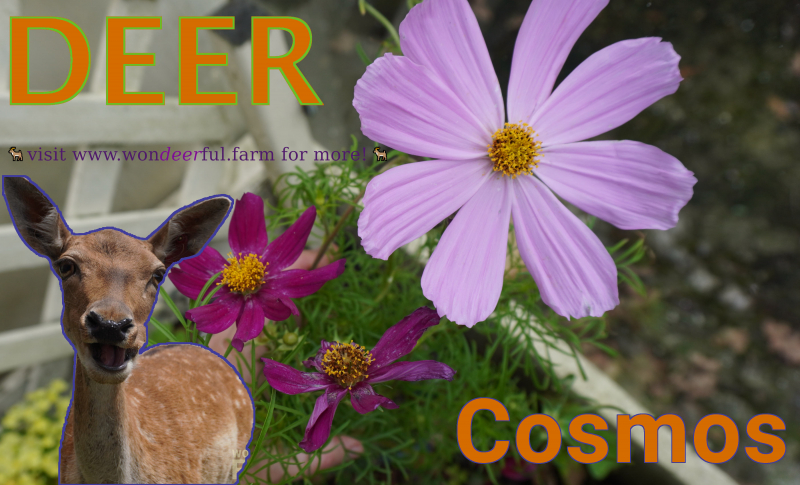 deer and cosmos plants