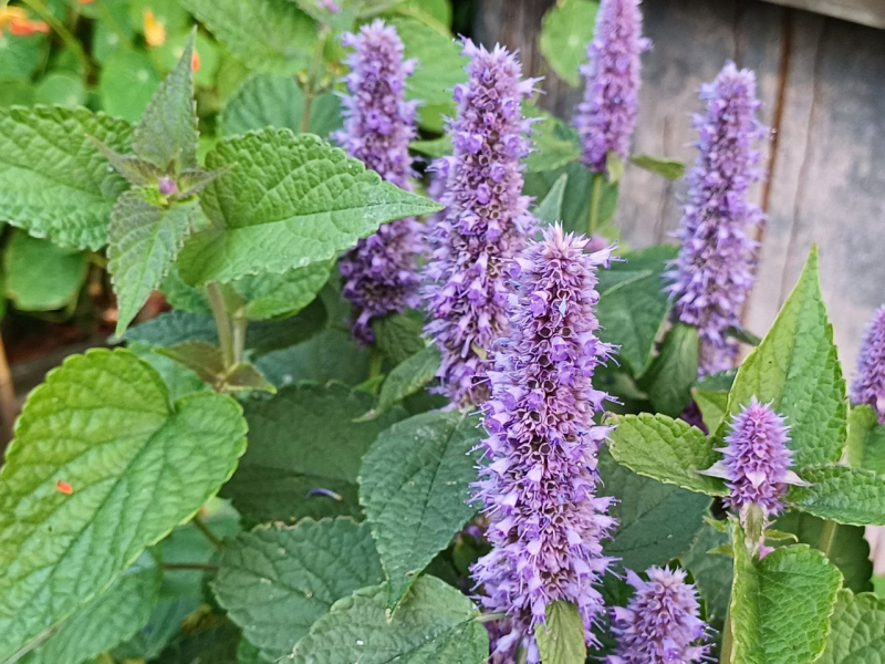 Do Deer Eat Agastache (Anise Hyssop)?