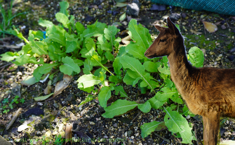 deer and rucola