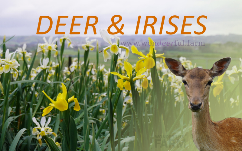 Do Deer Eat Irises?