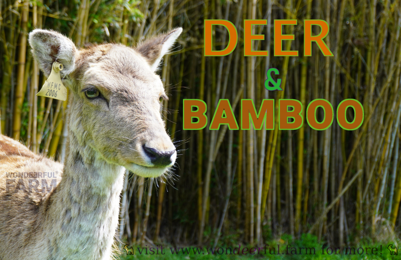 deer standing by the bamboo thicket