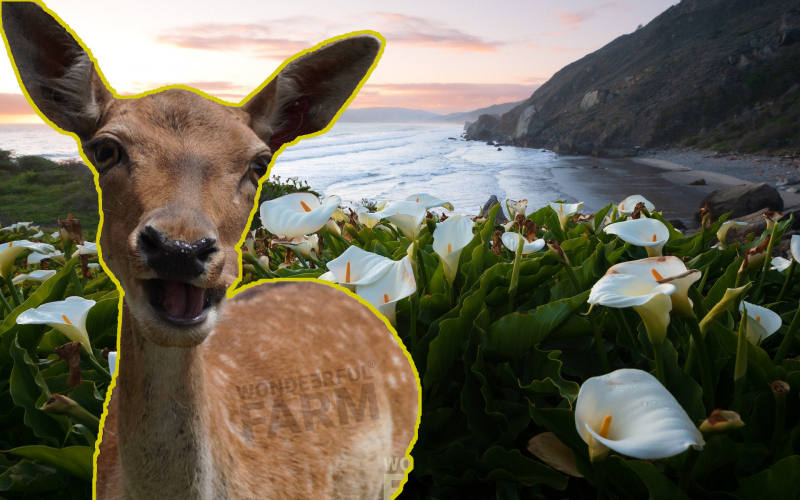 Do Deer Eat Calla Lily