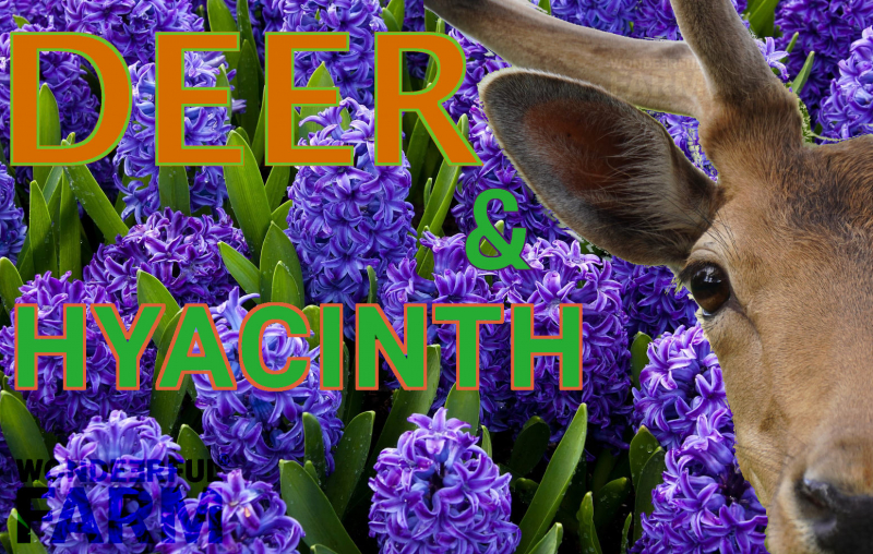 goregeous hyacinths and a buck