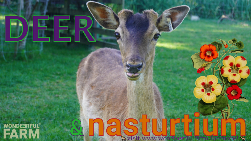 do deer eat nasturtium