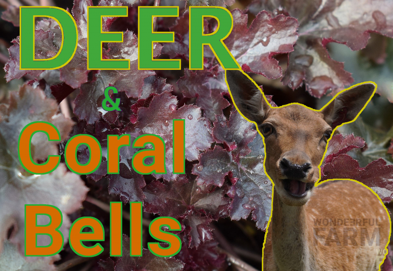 coral bells plant and deer