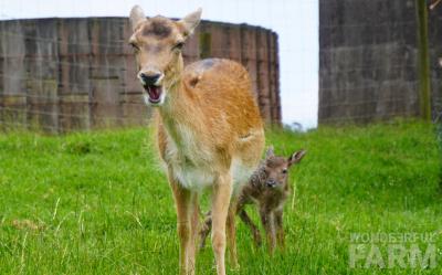 doe and fawn just born
