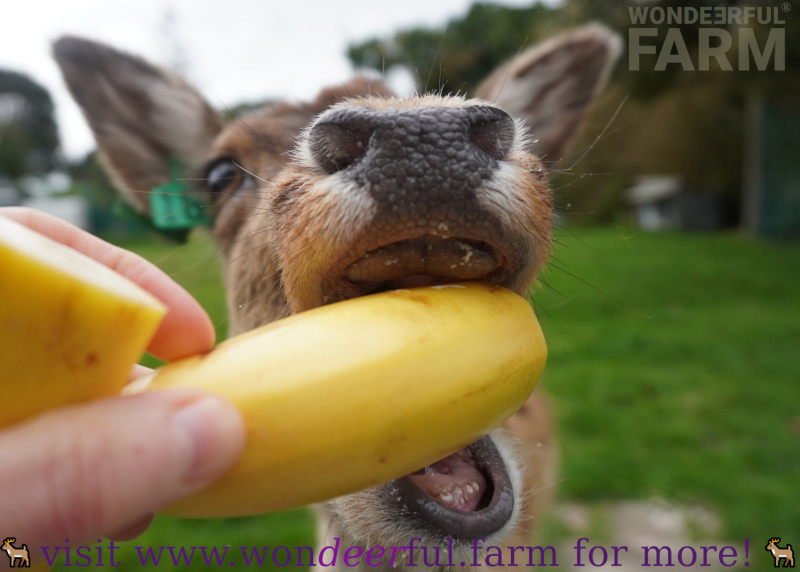 Do Deer Eat Bananas?