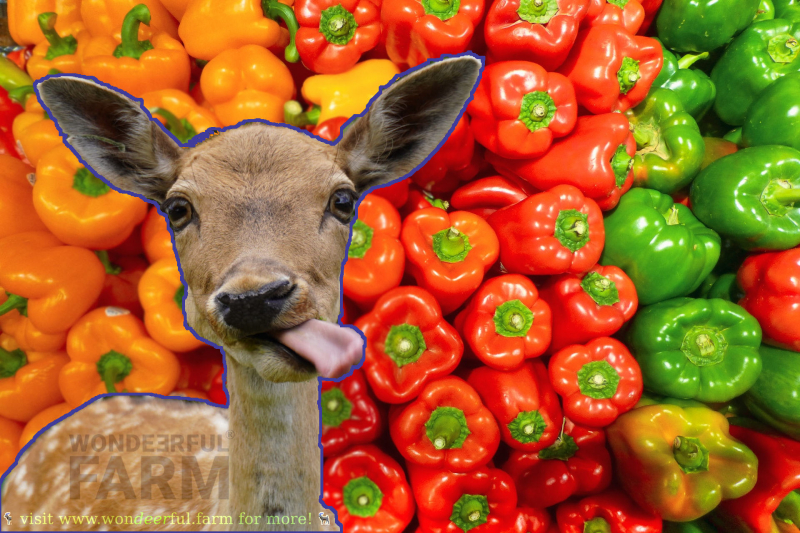 deer and capsicum fruits