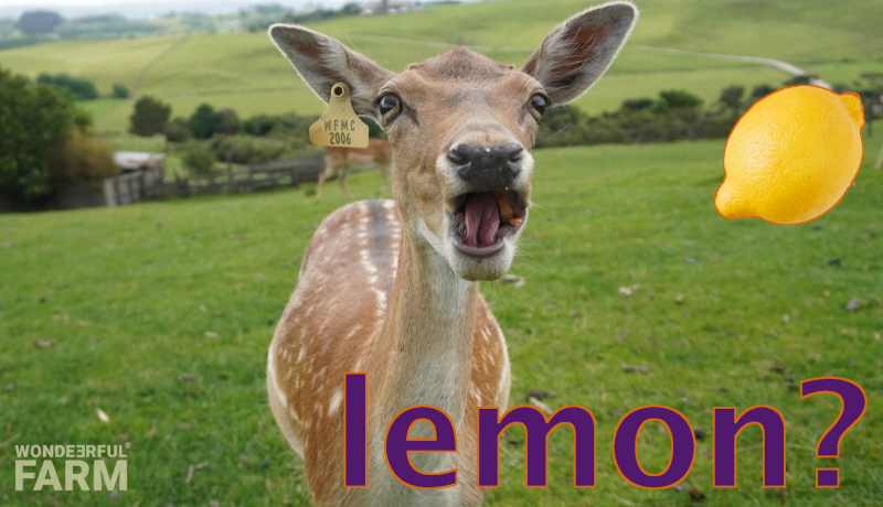 Do Deer Like Lemons?