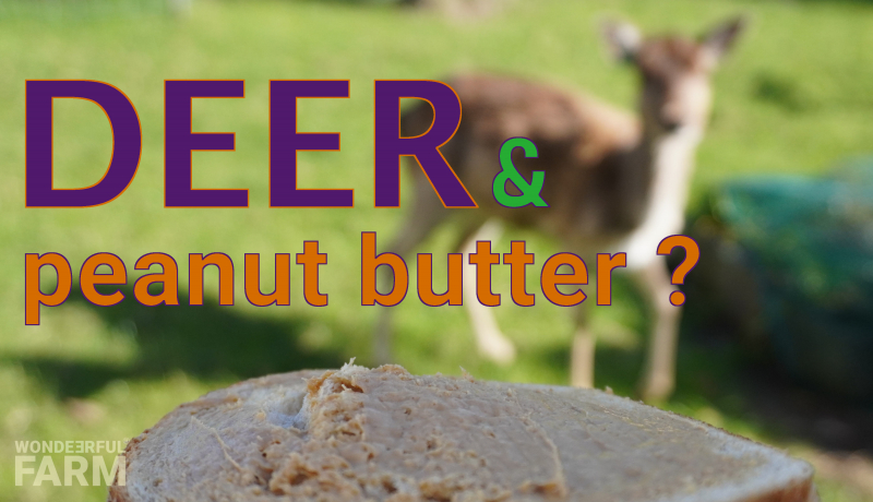 Do deer eat peanut butter? Attract, Deter from or Bait with peanuts.