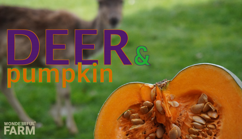 Do Deer Eat Pumpkins? (Treat or Deter Deer)