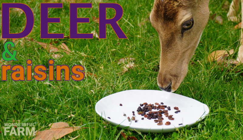 Deer Go Crazy Over Raisins!  And Grapes?