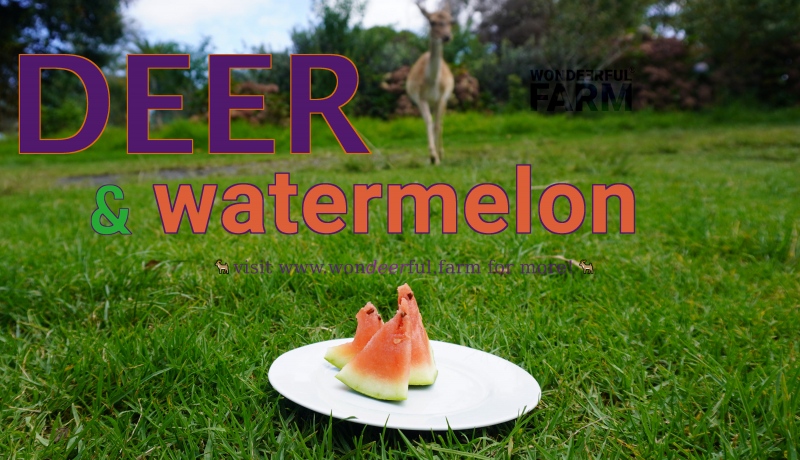 deer coming to eat watermelon fruit