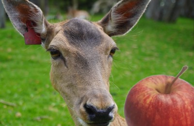 so deer eat apples