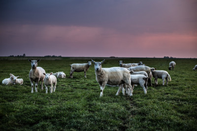 herd of sheep
