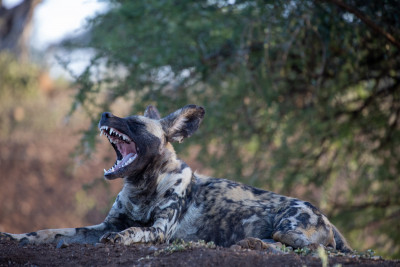 From Grazers to Predators: The Diversity of Teeth in the Wild