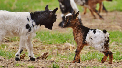 Playful Paws and Hooves: Do Herbivore Young Play Like Carnivores?