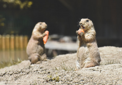 What animals can eat carrots?