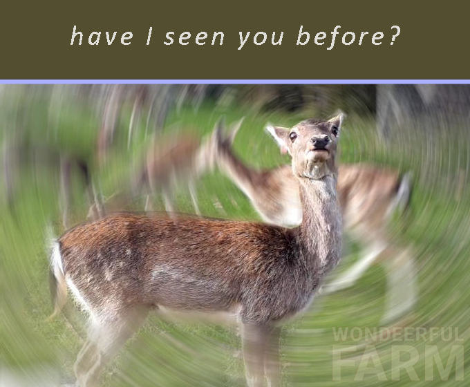 deer are suspicious who is coming