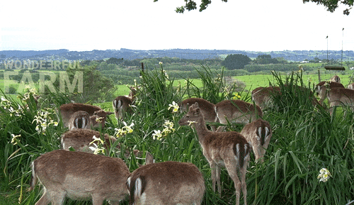 fawns bouncing about in irises